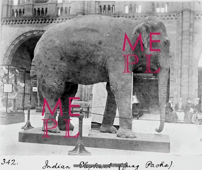 : Indian elephant, c.1898 : Indian elephant, c.1898