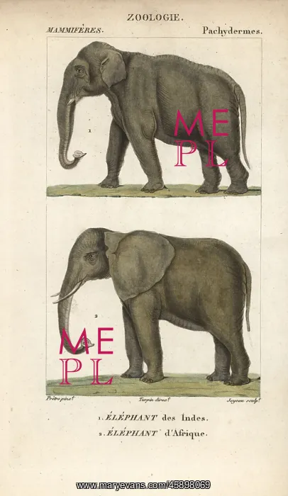: Indian elephant, Elephas maximus indicus, and : Indian elephant, Elephas maximus indicus, and