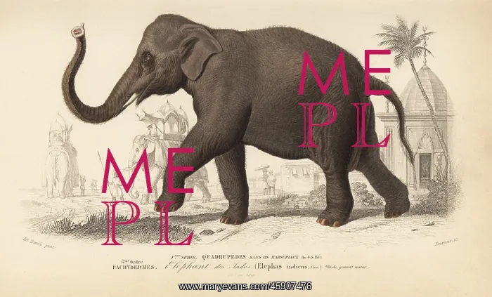 : Indian elephant, Elephas maximus indicus. Endangered : Indian elephant, Elephas maximus indicus. Endangered