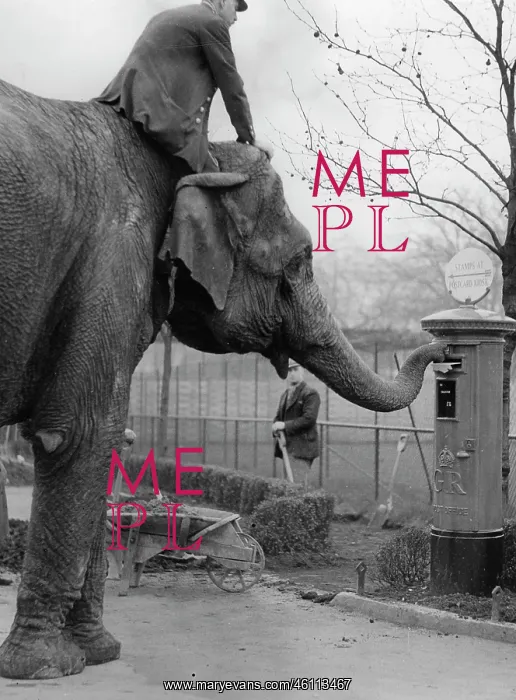 : The Indian Elephant Ranee throws a : The Indian Elephant Ranee throws a