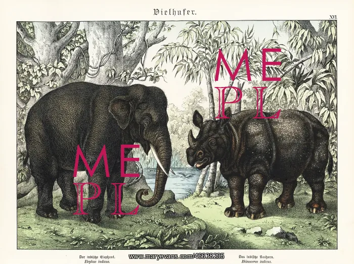 : Indian elephant and rhino : Indian elephant and rhino