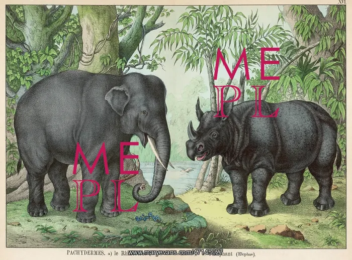 : Indian elephant and rhinoceros : Indian elephant and rhinoceros