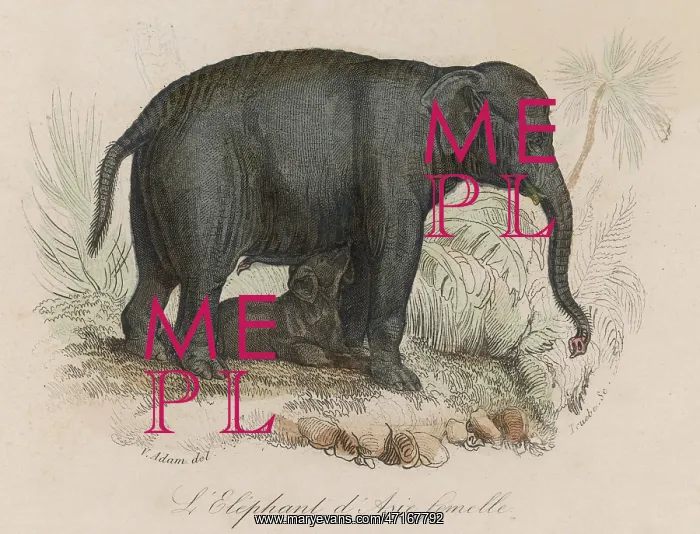 : Indian elephant suckling her calf : Indian elephant suckling her calf