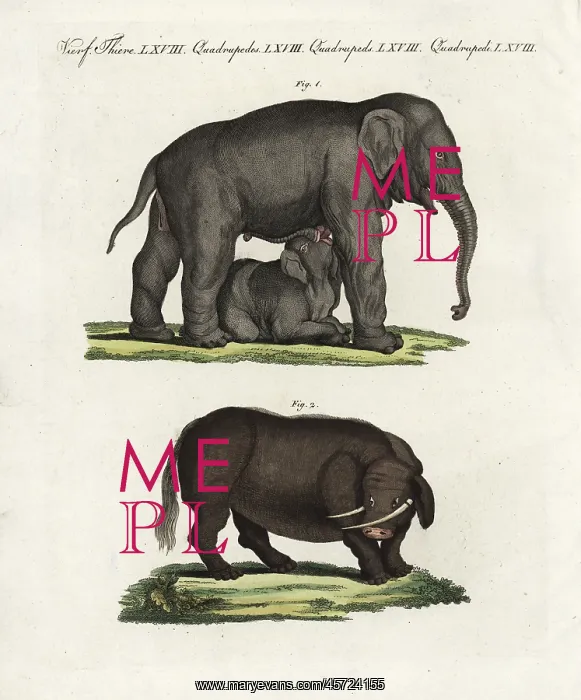 : Indian elephant and sukotyro : Indian elephant and sukotyro