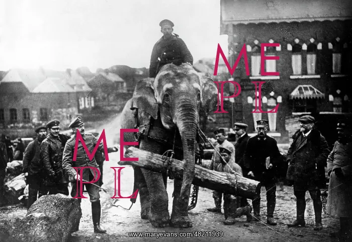: Indian elephant at the Western Front, 1915 : Indian elephant at the Western Front, 1915