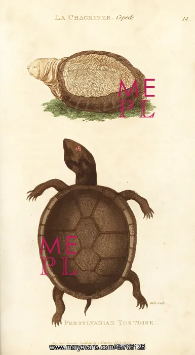 : Indian flap-shelled turtle and mud turtle : Indian flap-shelled turtle and mud turtle