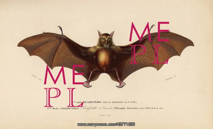 : Indian flying fox or Indian fruit bat, Pteropus giganteus : Indian flying fox or Indian fruit bat, Pteropus giganteus