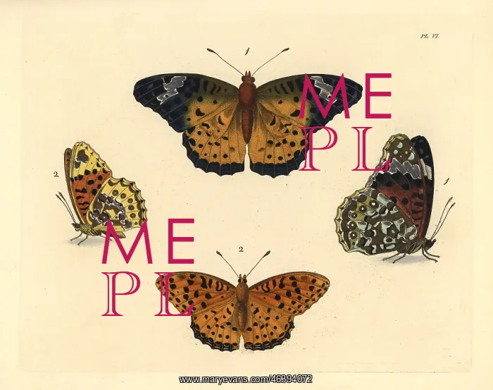 : Indian fritillary butterfly, Argynnis hyperbius : Indian fritillary butterfly, Argynnis hyperbius