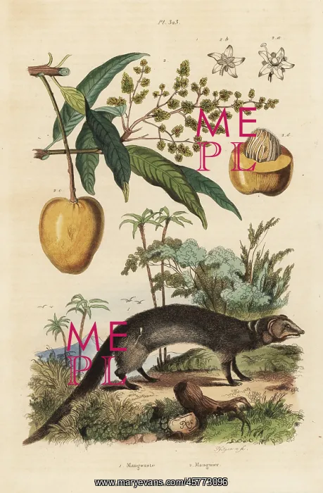 : Indian grey mongoose and mango fruit : Indian grey mongoose and mango fruit