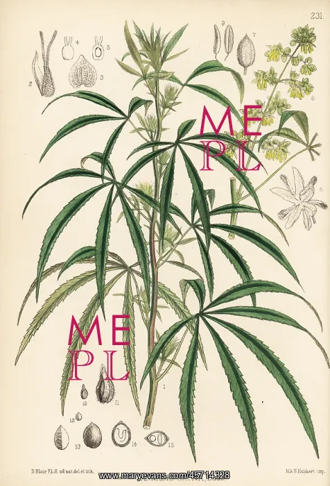 : Indian hemp, marijuana, hashish or ganja, Cannabis sativa : Indian hemp, marijuana, hashish or ganja, Cannabis sativa