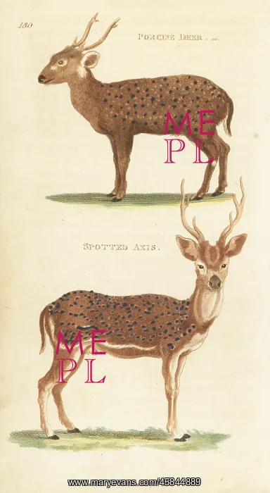 : Indian hog deer (endangered) and chital : Indian hog deer (endangered) and chital