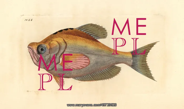: Indian humphead, Kurtus indicus : Indian humphead, Kurtus indicus
