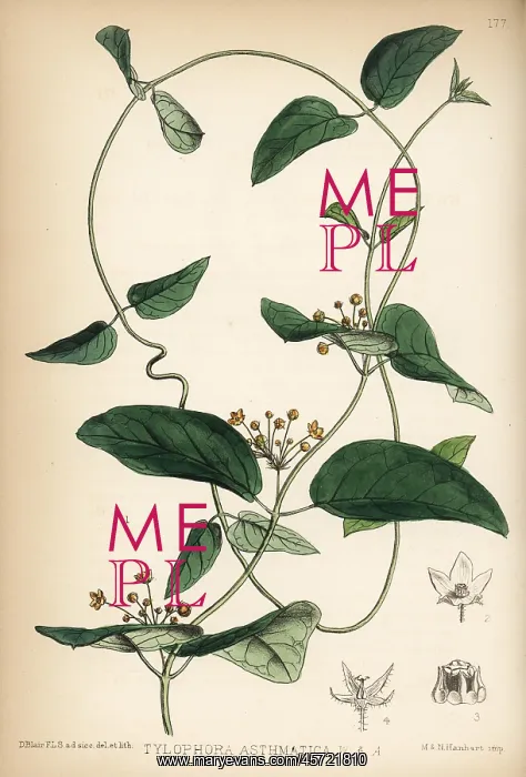 : Indian ipecacuanha or unta mool, Tylophora asthmatica : Indian ipecacuanha or unta mool, Tylophora asthmatica