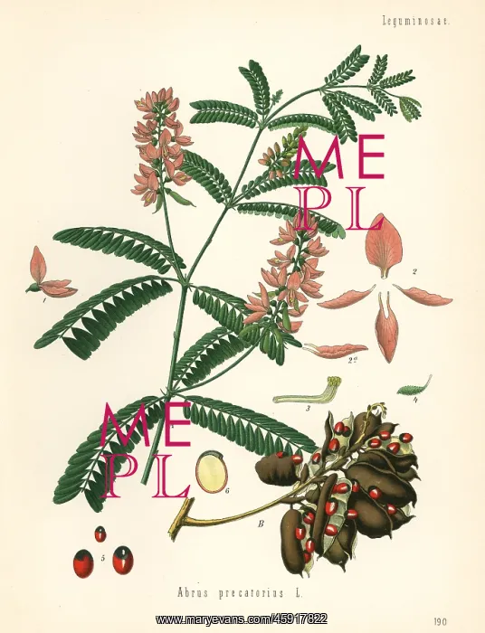 : Indian licorice, Abrus precatorius : Indian licorice, Abrus precatorius