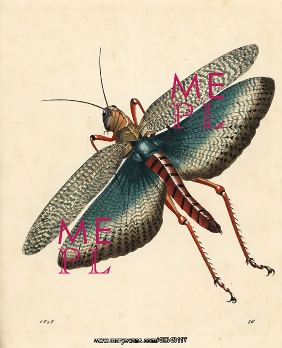 : Indian locust, Gryllus indicus : Indian locust, Gryllus indicus