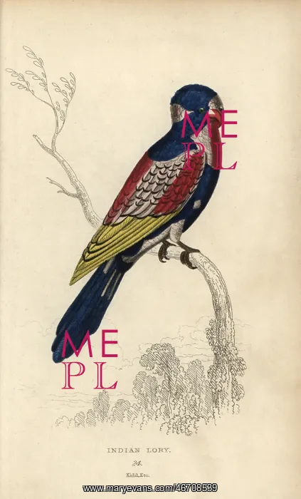 : Indian lory, Psittacus coccineus Possibly the : Indian lory, Psittacus coccineus Possibly the