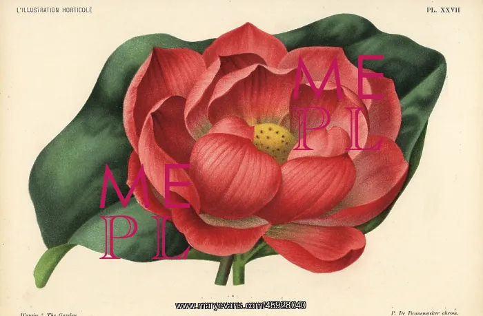 : Indian lotus, Nelumbo nucifera : Indian lotus, Nelumbo nucifera