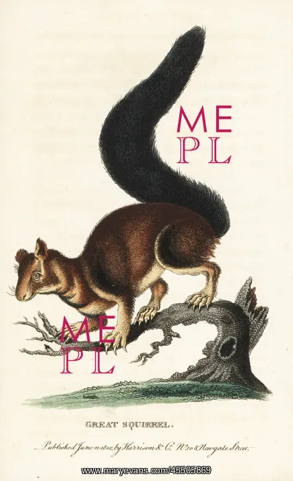: Indian or Malabar giant squirrel, Ratufa indica : Indian or Malabar giant squirrel, Ratufa indica