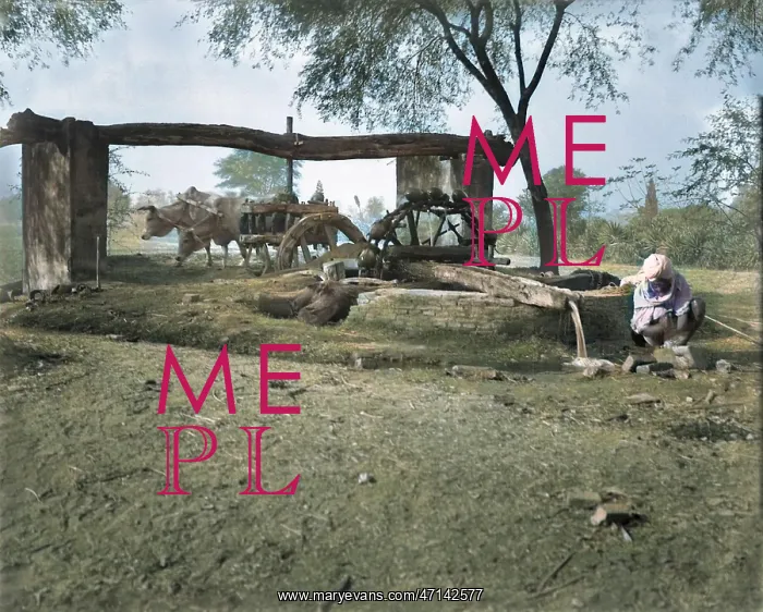 : Indian man with oxen and water well : Indian man with oxen and water well