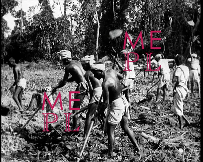 : Indian Men Tilling the Earth In Fields In British India : Indian Men Tilling the Earth In Fields In British India