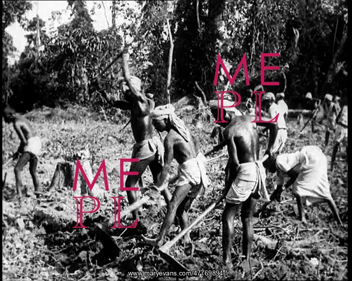 : Indian Men Tilling the Earth In Fields In British India : Indian Men Tilling the Earth In Fields In British India
