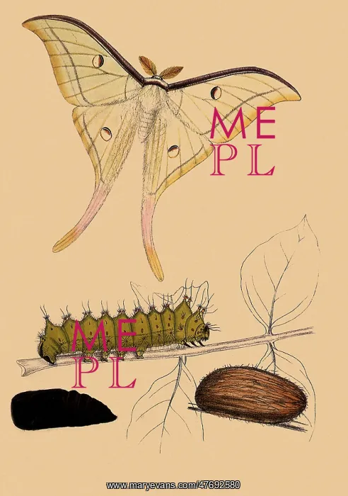 : Indian Moon Moth : Indian Moon Moth