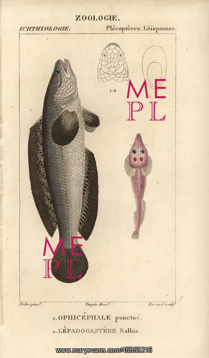 : Indian murrel, Channa punctata, and clingfish : Indian murrel, Channa punctata, and clingfish