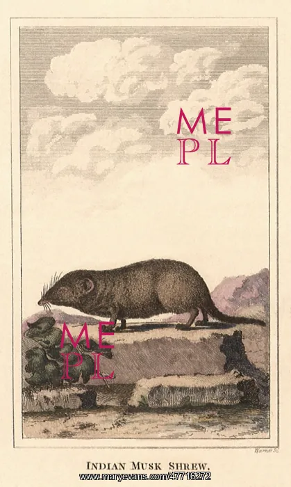  : Indian Musk Shrew
