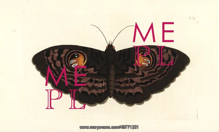 : Indian owl moth, Erebus macrops : Indian owl moth, Erebus macrops