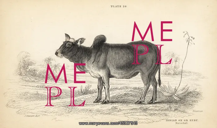 : Indian ox or zebu, Bos primigenius indicus : Indian ox or zebu, Bos primigenius indicus