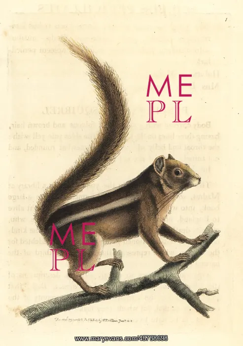 : Indian palm squirrel, Funambulus palmarum : Indian palm squirrel, Funambulus palmarum