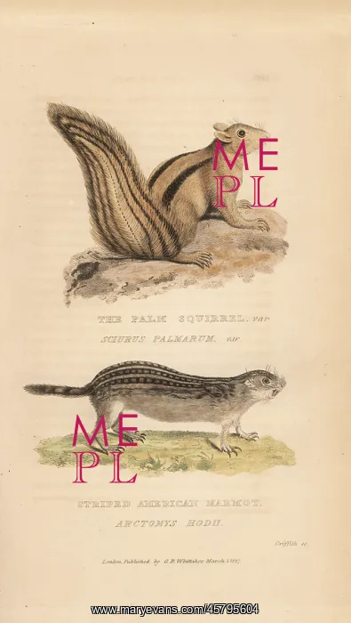 : Indian palm squirrel (Funambulus palmarum : Indian palm squirrel (Funambulus palmarum