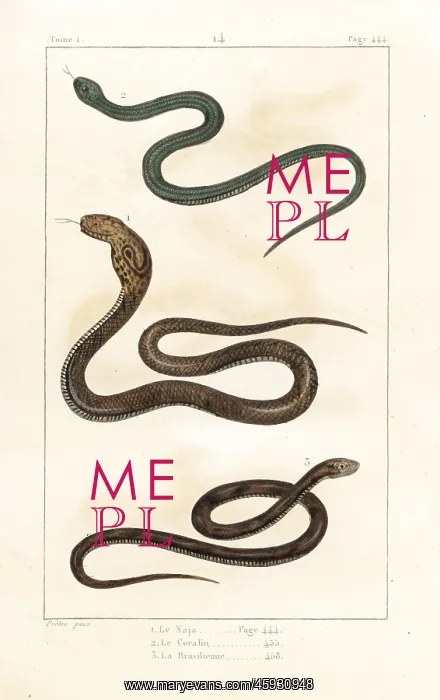 : Indian, Peruvian and Brazilian cobras : Indian, Peruvian and Brazilian cobras