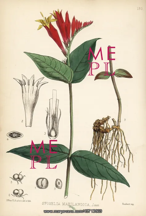 : Indian pink-root or Maryland pink-root, Spigelia marilandica : Indian pink-root or Maryland pink-root, Spigelia marilandica