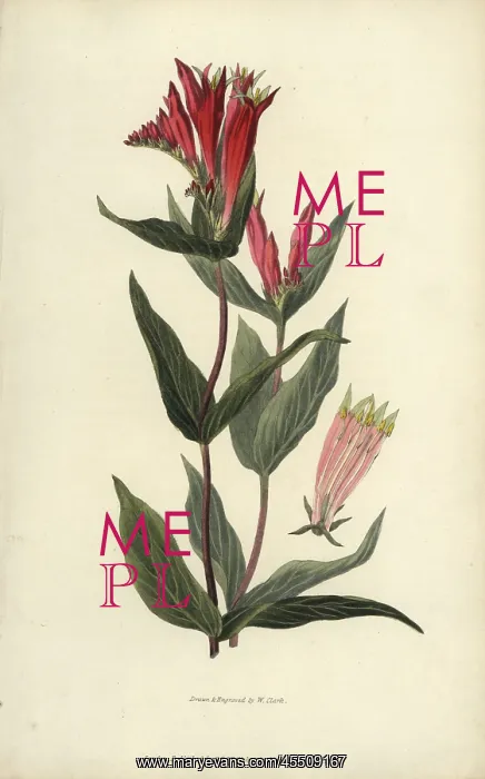 : Indian pink, Spigelia marilandica : Indian pink, Spigelia marilandica