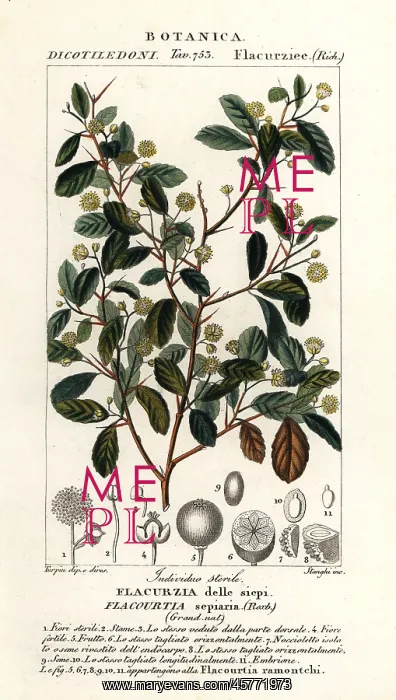 : Indian plum, Flacourtia indica : Indian plum, Flacourtia indica