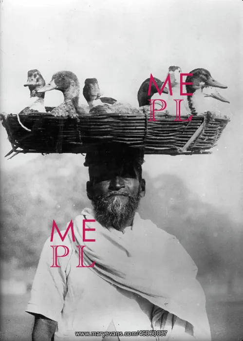 : Indian poulterer with a basket full of ducks on his head : Indian poulterer with a basket full of ducks on his head