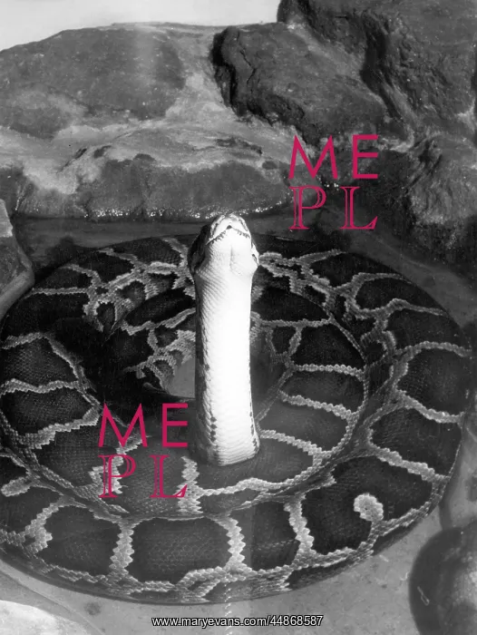 : INDIAN PYTHON : INDIAN PYTHON