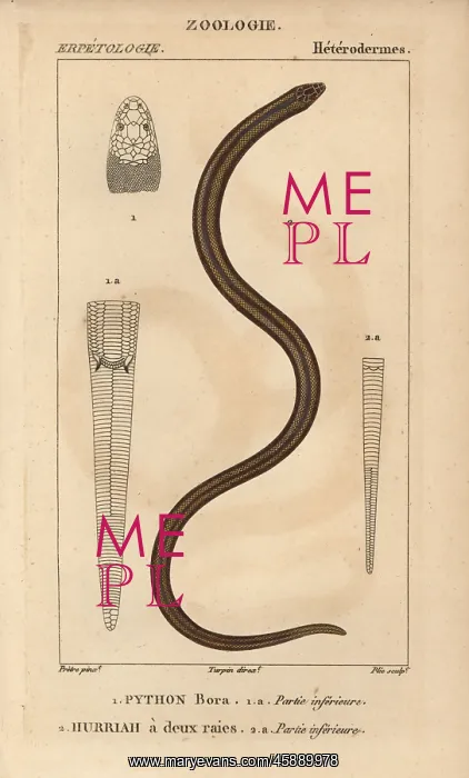 : Indian python, Python molurus, and New Guinea : Indian python, Python molurus, and New Guinea