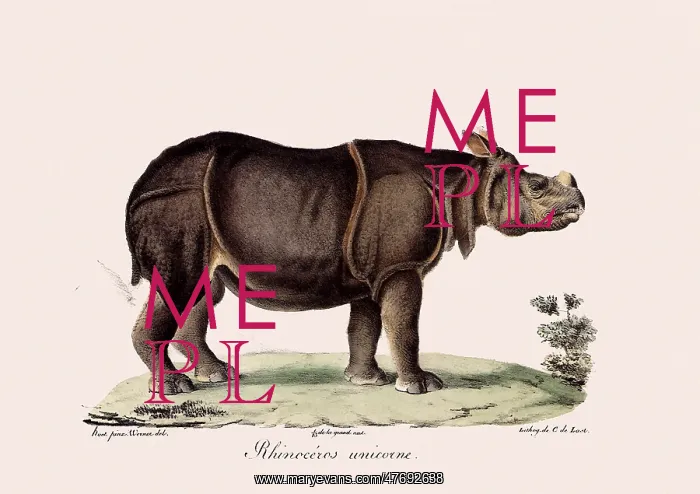 : Indian Rhinoceros : Indian Rhinoceros