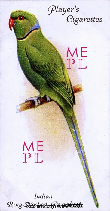  : Indian Ring-Necked Parrakeet