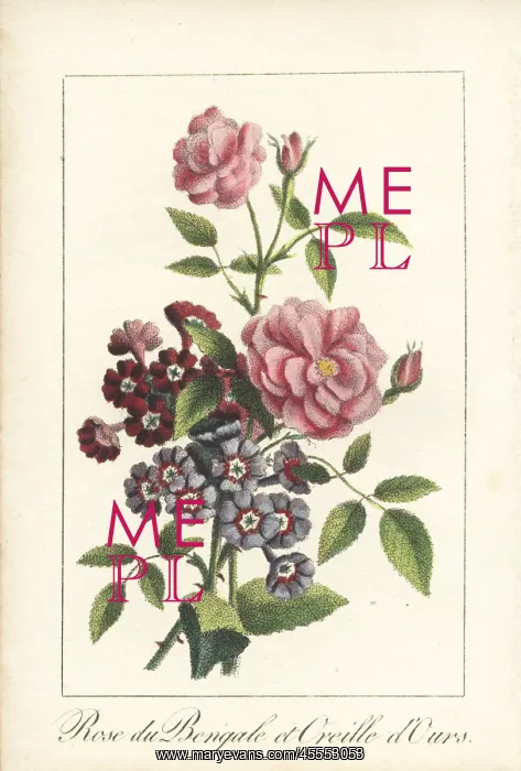 : Indian rose, Rosa indica, and Primula auricula : Indian rose, Rosa indica, and Primula auricula