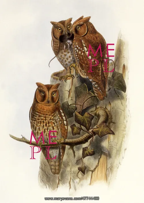 : Indian Scops Owl (Otus scops sunia) : Indian Scops Owl (Otus scops sunia)