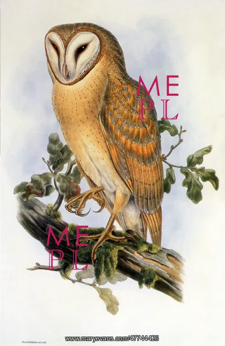 : Indian Screech Owl (Strix indica) : Indian Screech Owl (Strix indica)