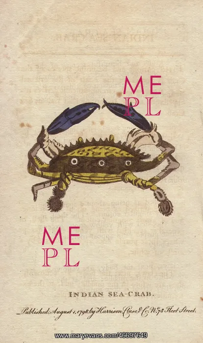 : Indian sea crab with yellow shell, marked with : Indian sea crab with yellow shell, marked with