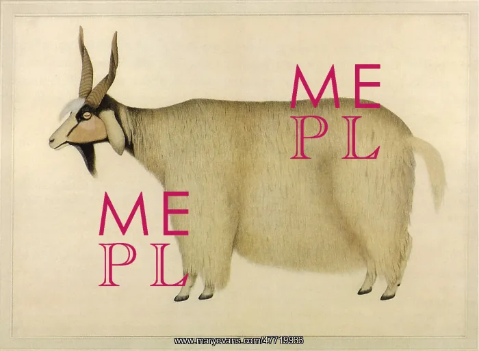  : Indian Shawl Goat