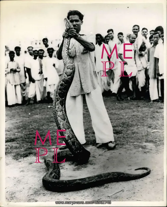 : Indian snake charmer, charming a snake without music : Indian snake charmer, charming a snake without music