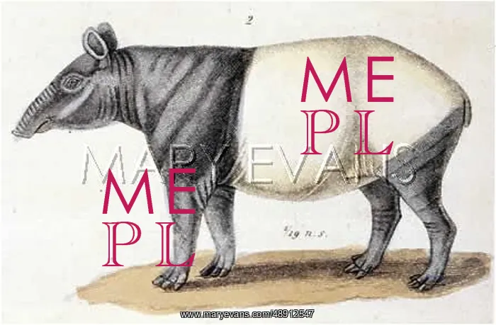  : INDIAN TAPIR BUFFON?