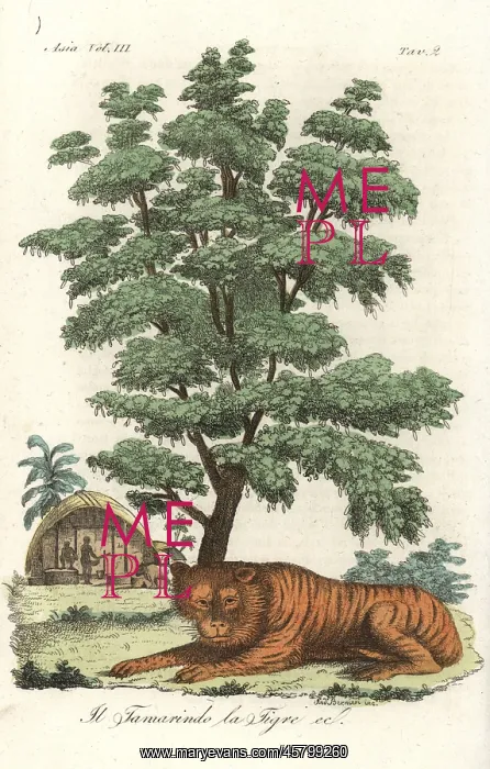 : Indian tiger underneath a tamarind tree : Indian tiger underneath a tamarind tree
