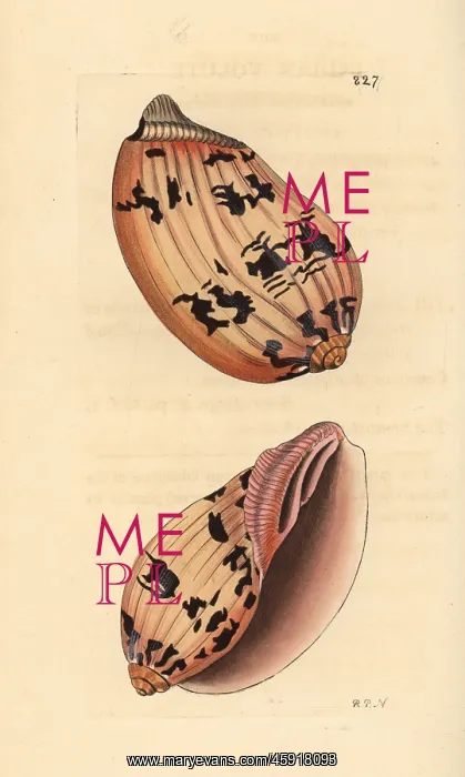 : Indian volute or bailer shell, Melo melo : Indian volute or bailer shell, Melo melo